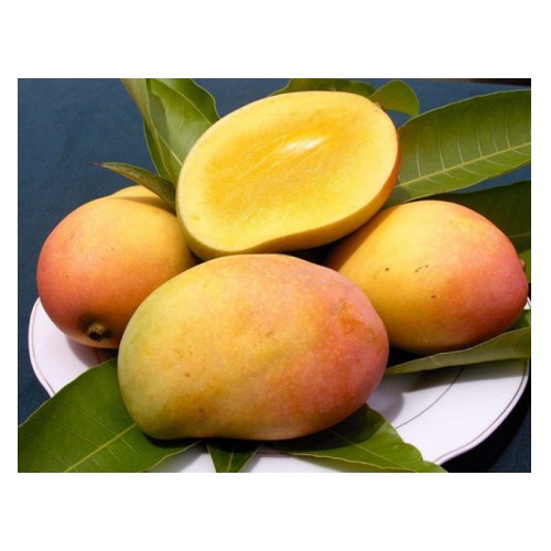 Cây Xoài Úc (Quả Đỏ)