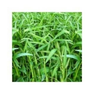 HẠT GIỐNG RAU MUỐNG TRE
