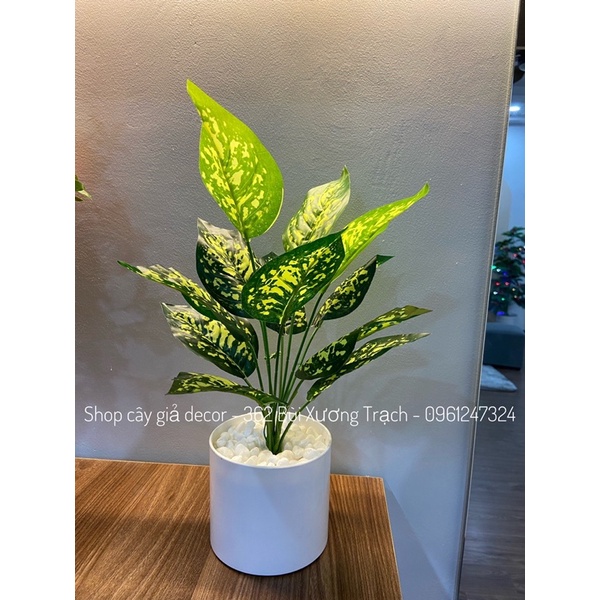 Combo cây lá đốm + chậu + sỏi ❤️ cây hoa giả 40cm