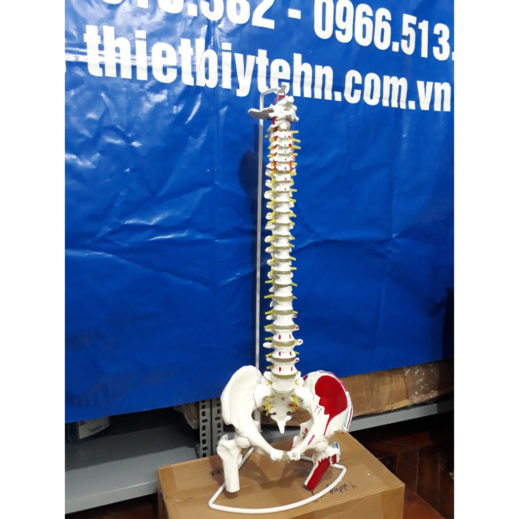 Mô hình xương cột sống , khung chậu 83cm  - mô hình xương