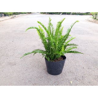 Cây dương xỉ lá me