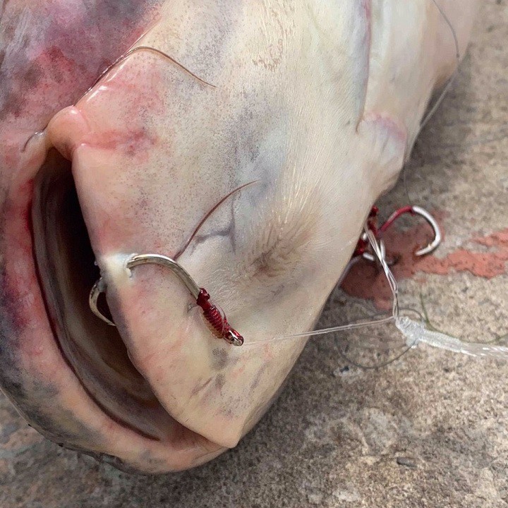 Bộ lưỡi câu cá KATANA size 19 và 20 - hộp lưỡi câu cá trê sông hồ và các loại cá biển cá cam cá mú cá nhồng giá rẻ
