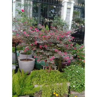 Cây 🌲 Hồng Phụng đang hoa