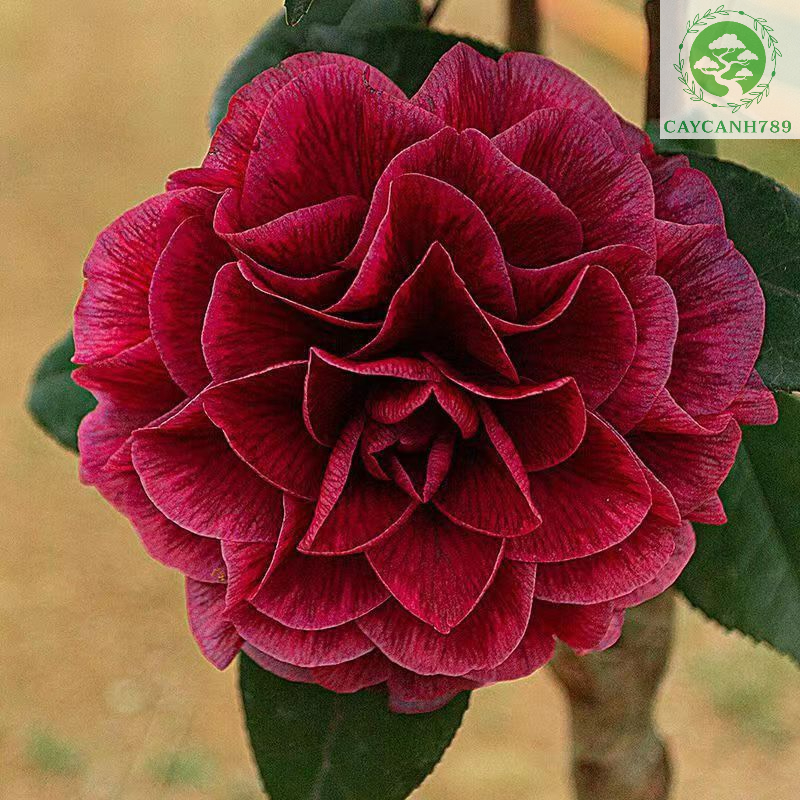 Cây trà my đỏ huyết long giống cao 30-40cm.