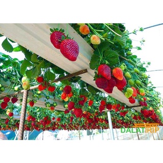(TẶNG HƯỚNG DƯƠNG) Dâu tây Đà Lạt