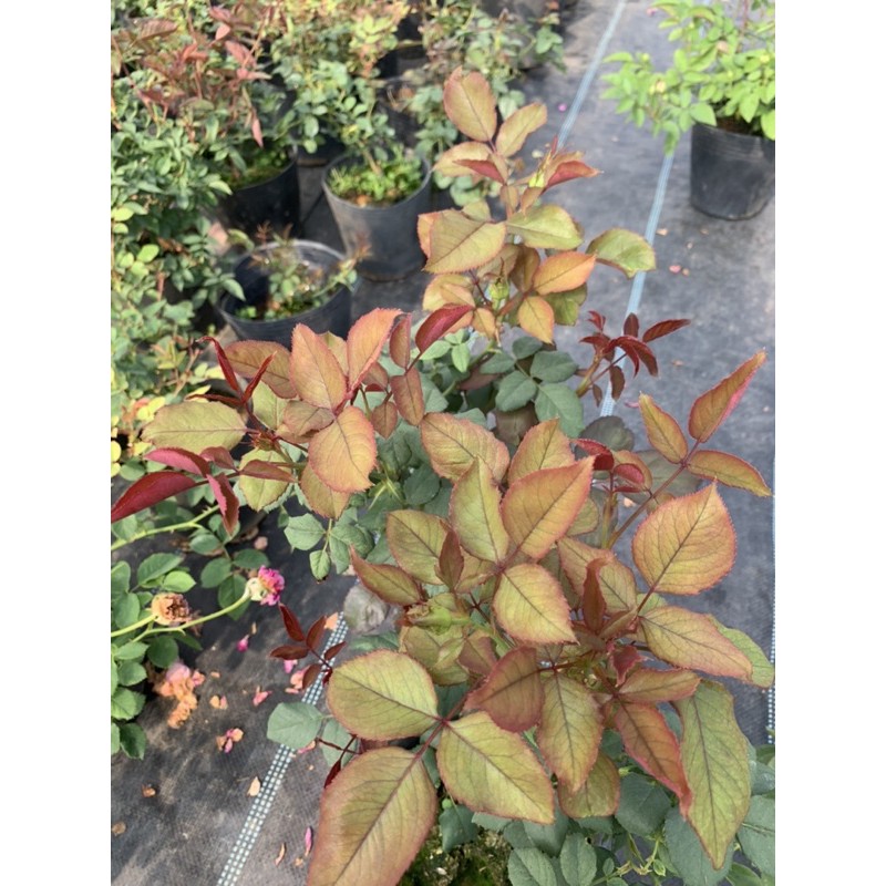 Cây hoa hồng bụi Color Shell viền hồng, cây nguyên chậu cao 50-60cm. thienan22916