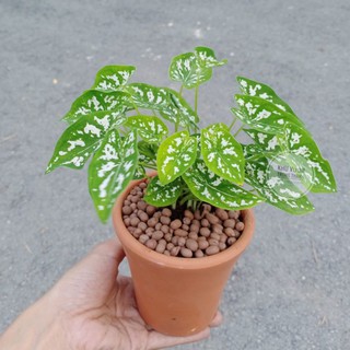 Chậu cây môn đốm trắng ( gồm chậu đất nung)
