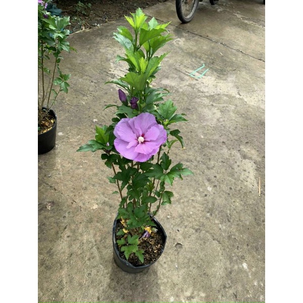 Hoa dâm bụt tím kép và tím đơn