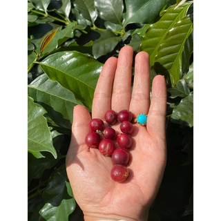 Cà phê Măng Đen Blend dạng hạt 500gr