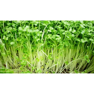 Hạt giống mầm cải dinh dưỡng