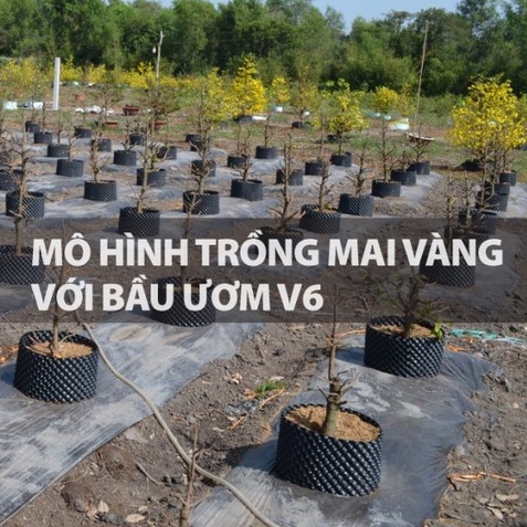 Bầu ươm cây V6 cao 50cm loại dày  nhựa bầu cây - kèm bộ vít bắt