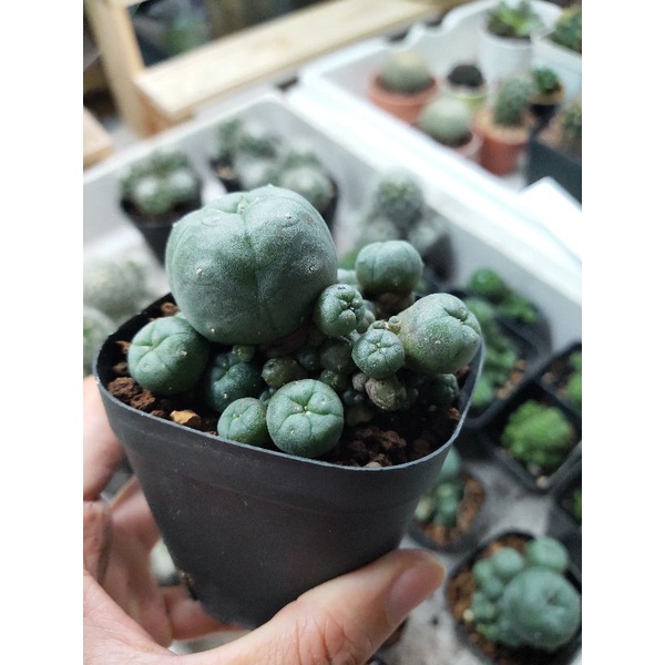 Xương rồng lopho bụi