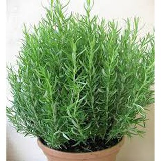 Hạt giống hoa hương thảo gói 20h