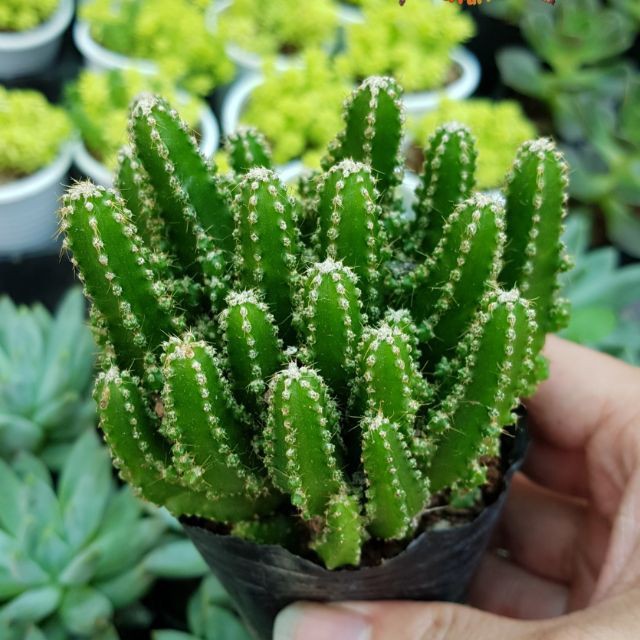 xương rồng thanh sơn lớn