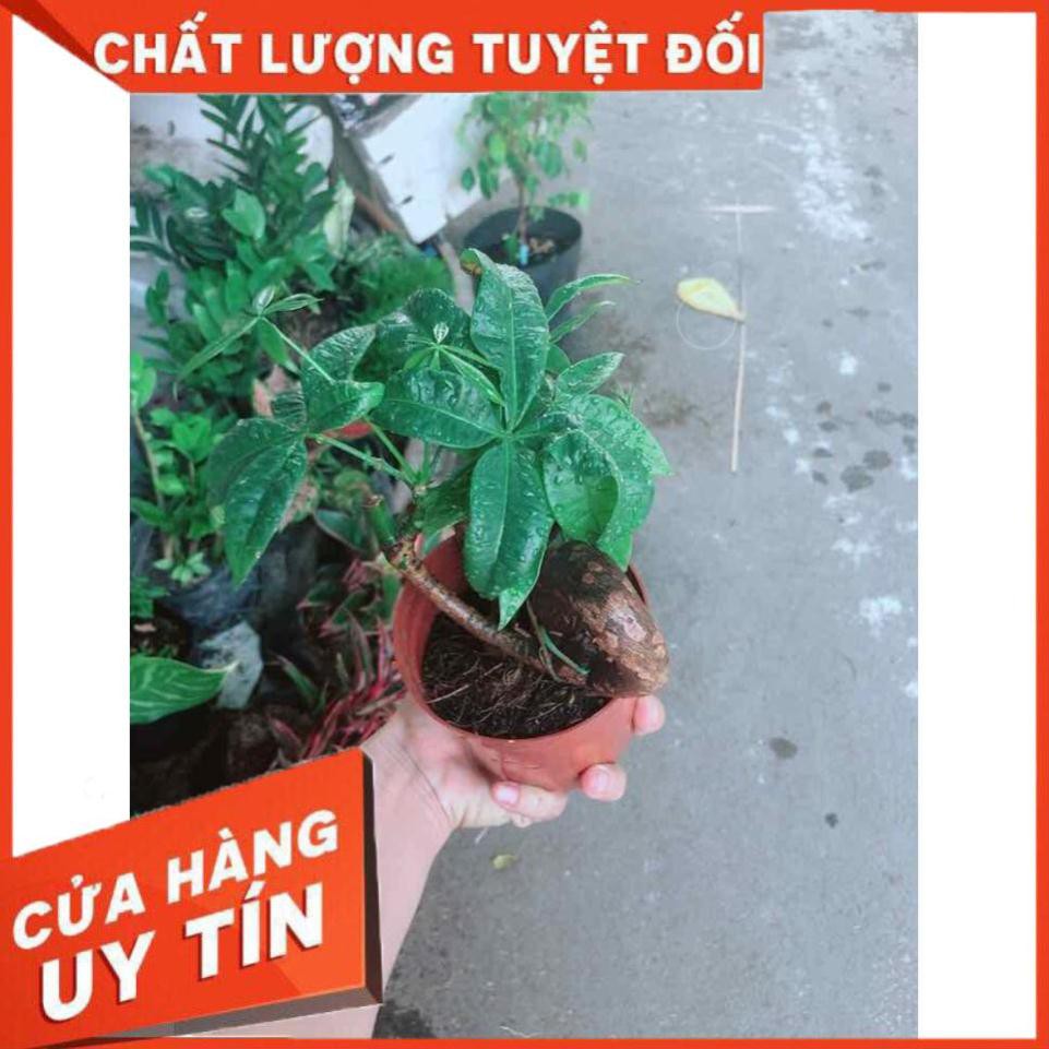 Kim ngân nơ Nhiều Người Mua