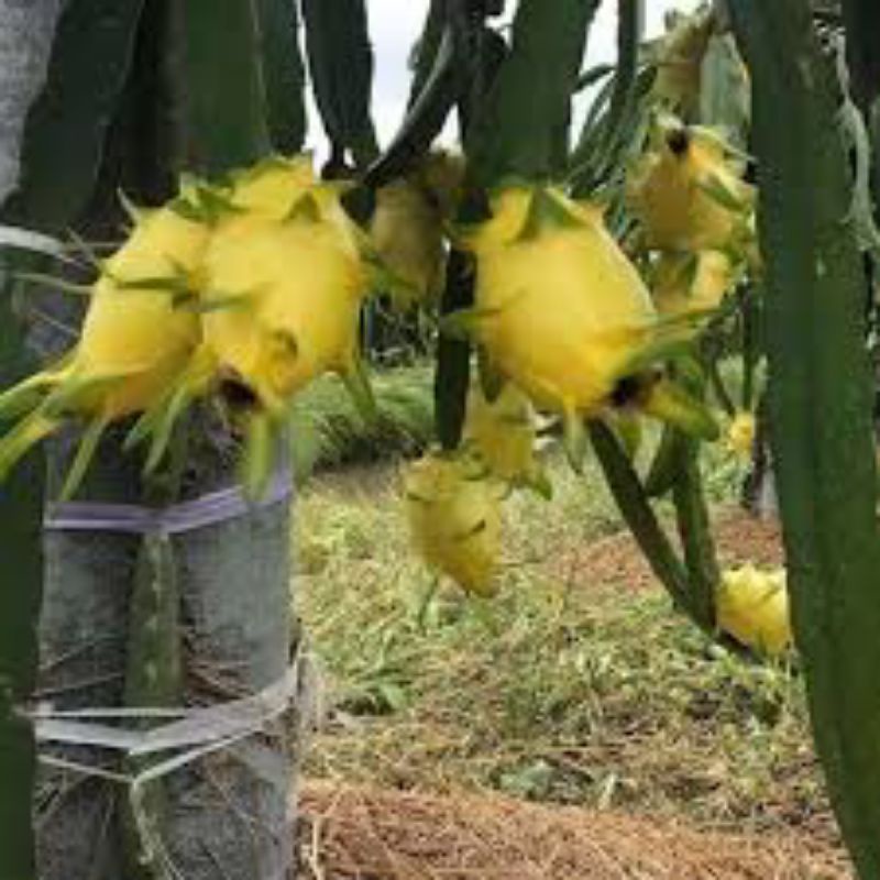 2 cây giống thanh long vỏ vàng có bầu rễ