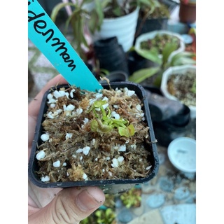 cây bẫy kẹp spiderman, venusflytrap spiderman