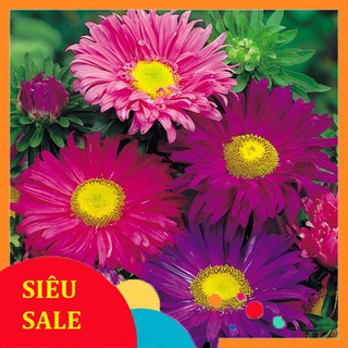100 Hạt giống Cúc Đà Lạt Mix (Tặng Gói Kích Nẩy Mầm Và Hướng Dẫn) VIETPHAT