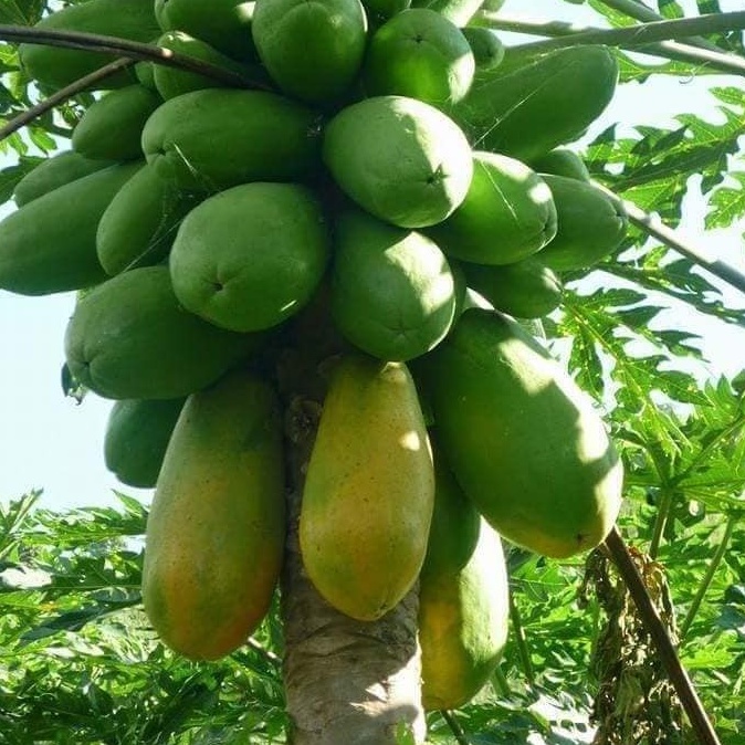 Hạt Giống Đu Đủ Ruột Vàng Phú Nông Cho Trái Siêu To- Gói 10 Hạt (HPN-076)