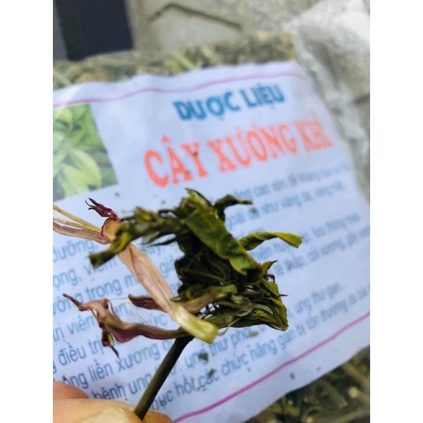 Cây Xương Khỉ- Cây Mảnh Cộng