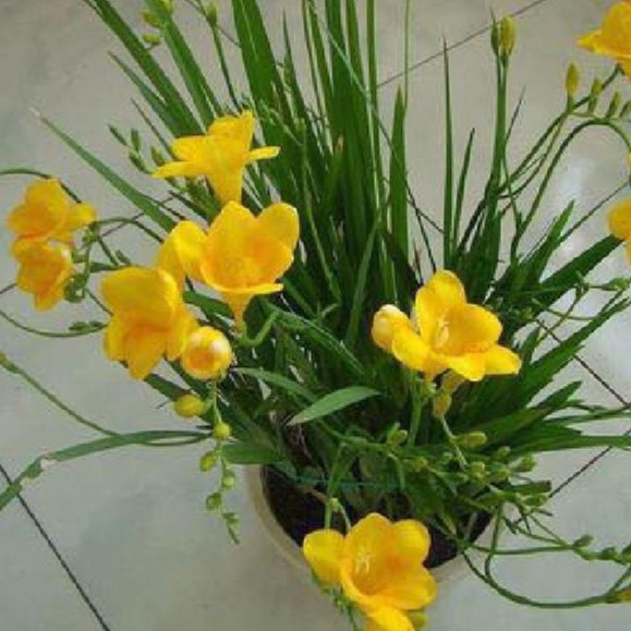 Củ giống hoa lan nam phi hoa màu vàng - tặng kèm viên nén ươm củ - HGT