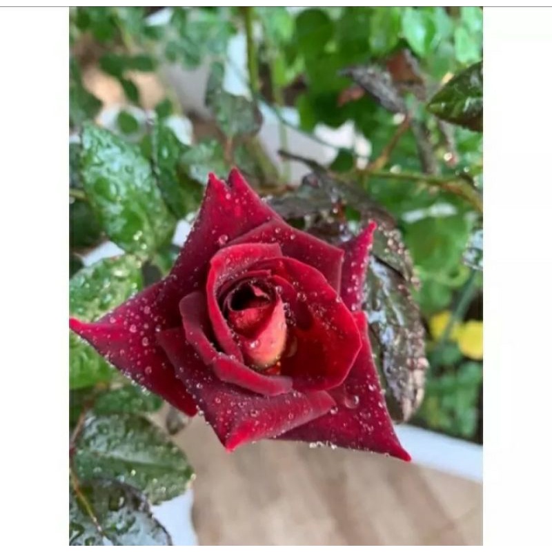 Hồng  Dark Night Rose