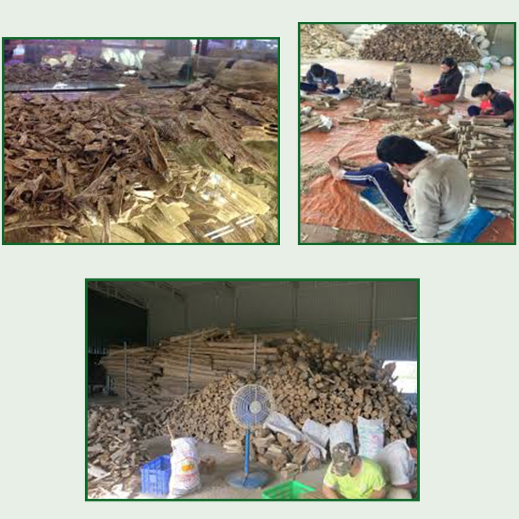 Nụ Trầm Hương Nguyên Chất 🔥 thiên nhiên cao cấp 🔥 Hộp 40 viên & 23 Viên