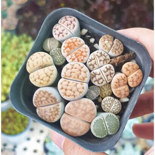 Chậu cây sen đá mông , sen thạch lan , sen Lithops cây size 1 năm tuổi