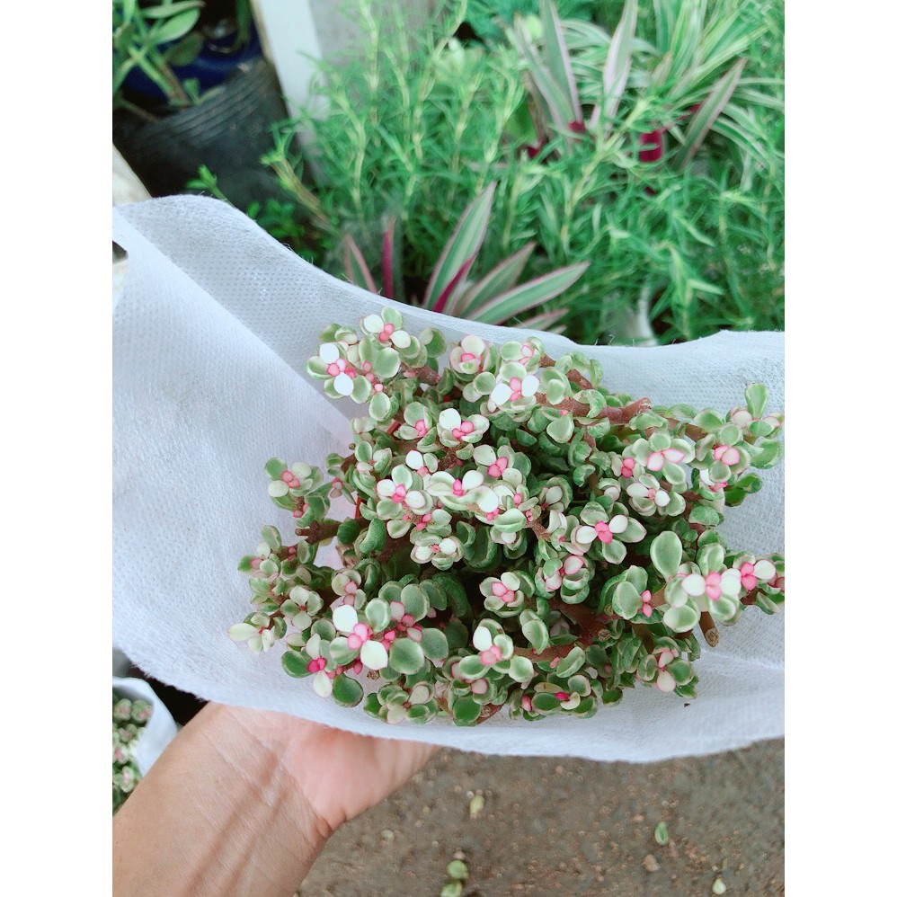 Đô La Hồng Kèm Chậu Sứ