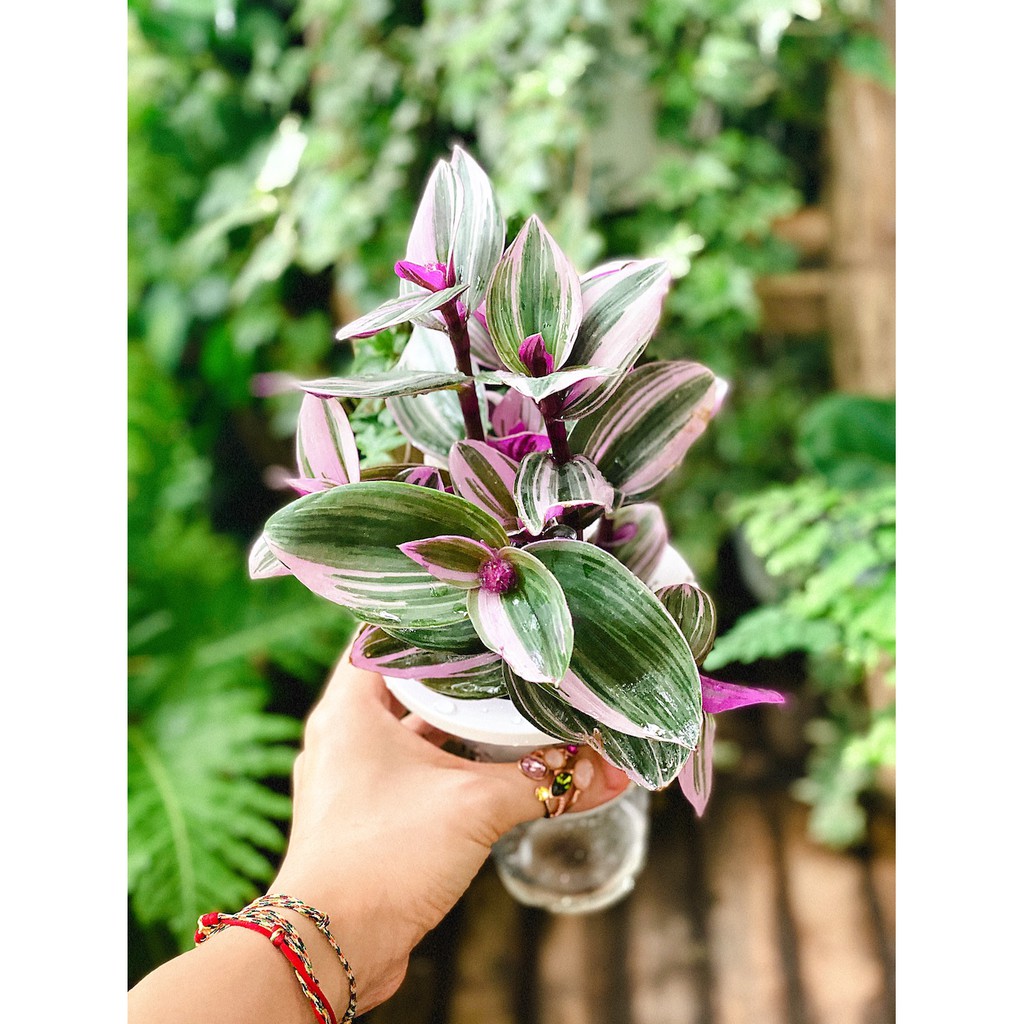 Chậu cây Tradescantia albiflora Nanouk (Tradescantia Nanouk) – Thài Lài Hồng Nanouk, Thài Lài Đột Biến thủy sinh TC3T