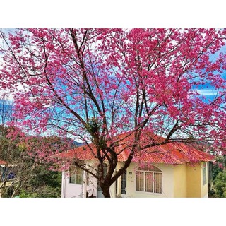 Hạt giống cây hoa Anh Đào