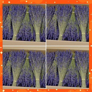 [SALE SỐC] Hơn 100 cành Hoa khô oải hương lavender thơm nồng nàn, màu tím rịm