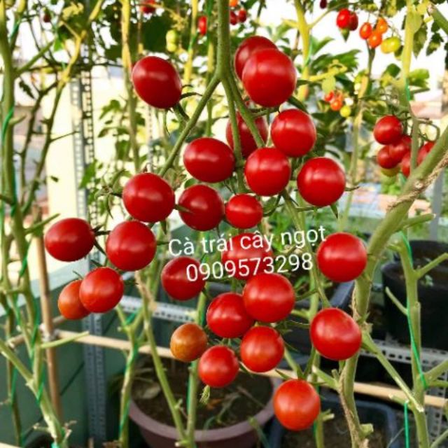 Lẻ HẠT GIỐNG CÀ CHUA TRÁI CÂY NGỌT SUGAR CHERRY NHẬP MỸ chịu nhiệt rất tốt, rất sai quả và ngọt