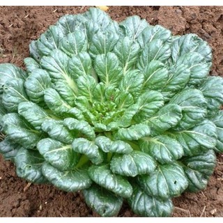 HẠT CẢI HOA HỒNG - GÓI 2 GRAM