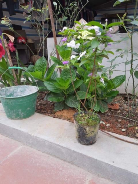 Cây giống nhai nhật