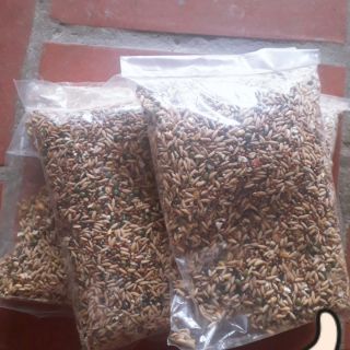 Hạt Ngũ Cốc Chim Cu Gáy 1kg - Thức Ăn Chim