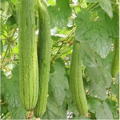 1g Hạt Giống Mướp Hương (Luffa cylindrica)