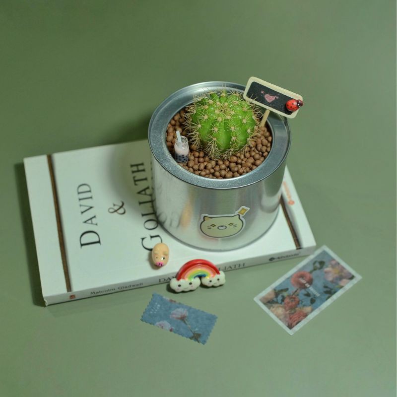 Xương rồng bí xanh - Xương rồng bí ngô - Sẵn chậu nhựa đủ kích thước