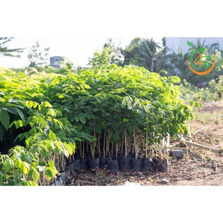 Cây Gõ Đỏ thuần chủng f1