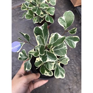 [Mua 5 tặng 1] Bàng Cẩm Thạch - Đa Tam Phúc size nhỏ để bàn