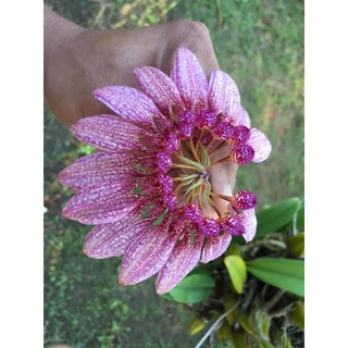 Hoa Lan lọng xoè(1 bó) HOA TẾT kèm phân