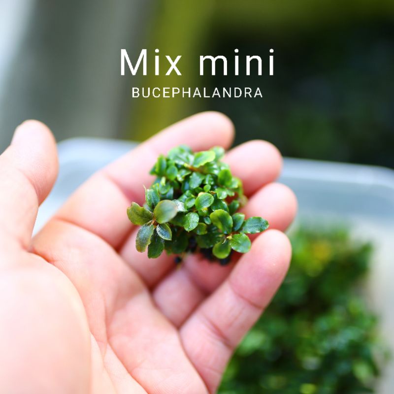 Bucep mix mini | Cây thủy sinh nguyên cụm | Hàng bụi | lá cạn