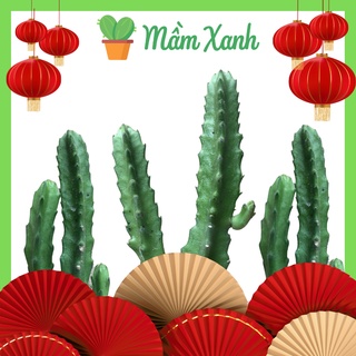 Xương rồng Sao Biển | Cactus | Cây mọng nước họ sen đá