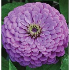 Hạt Giống Hoa Cúc Zinnia Tím  - Dễ Trồng, Hoa To Đẹp - MUA 3 TẶNG 1 CÙNG LOẠI