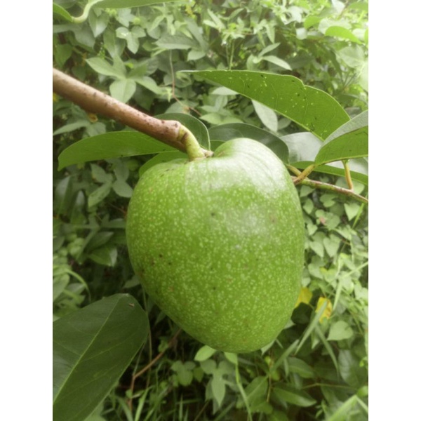 Trái bình bát xanh