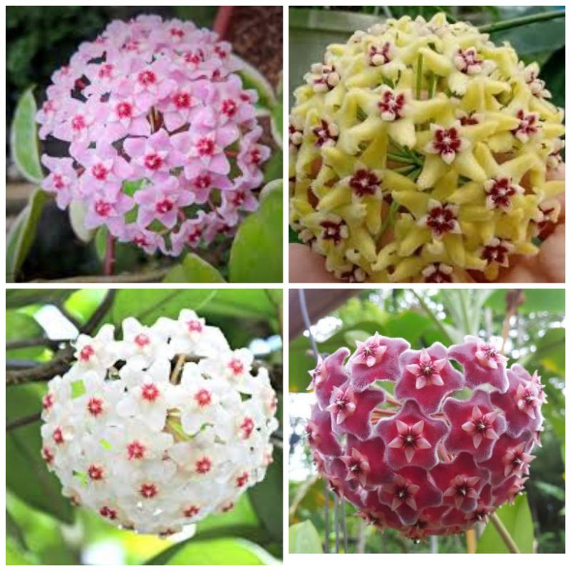 Cẩm cù giống đủ màu
