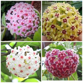 Cẩm cù giống đủ màu