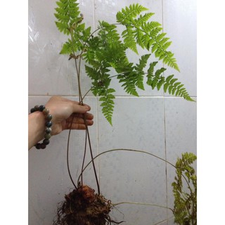 Dương xỉ cẩu tích culi lông vàng củ nhỏ Tây Bắc