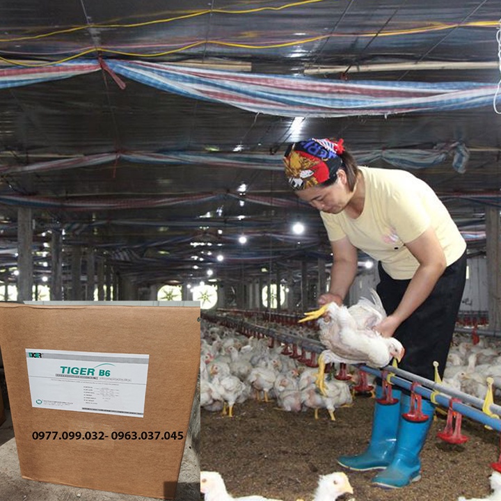 Nguyên Liệu Vitamin B6  hàm lượng 99%. Hỗ trợ tăng trưởng và tiêu hóa. Thùng 25kg