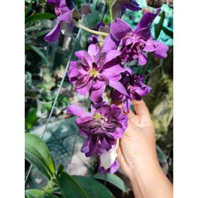 Hoa Lan Dendro hoa hồng tím mặt quỷ cây trưởng thành